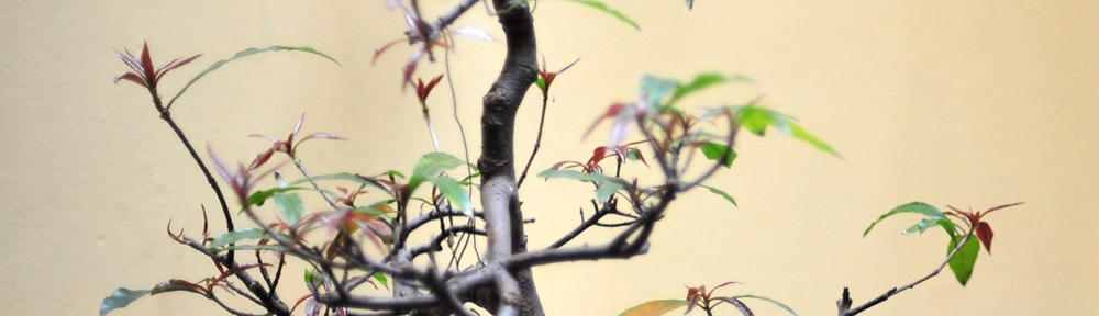  Dra. Nur’aini, MS.